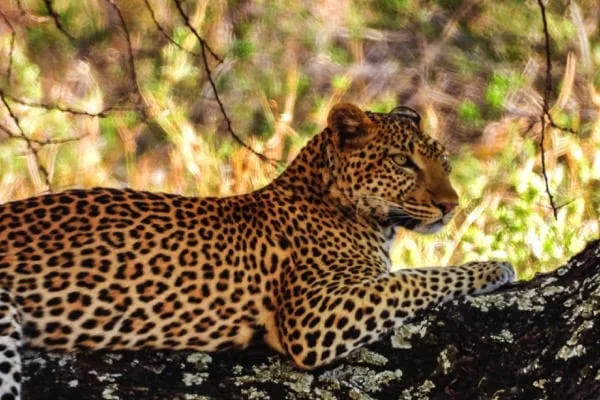 Tarangire National Park 3 Days Safari – Choose Your Park Ngorongoro Crater