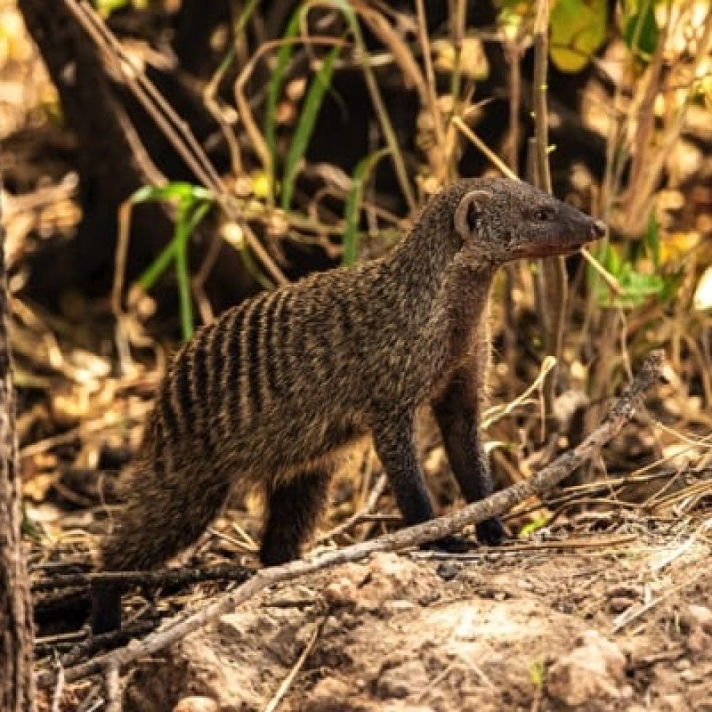 Tarangire National Park 4 Days Safari – Great Ngorongoro Crater