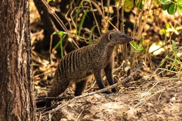 Tarangire National Park 4 Days Safari – Great Ngorongoro Crater