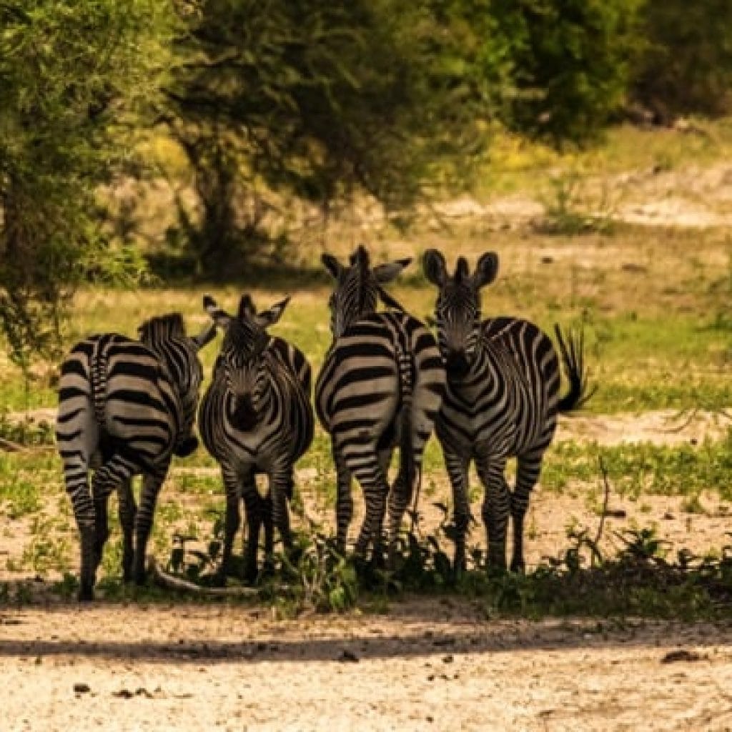 Tarangire National Park 4 Days Safari – Great Ngorongoro Crater