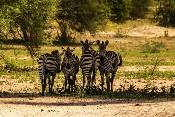 Tarangire National Park 4 Days Safari – Great Ngorongoro Crater