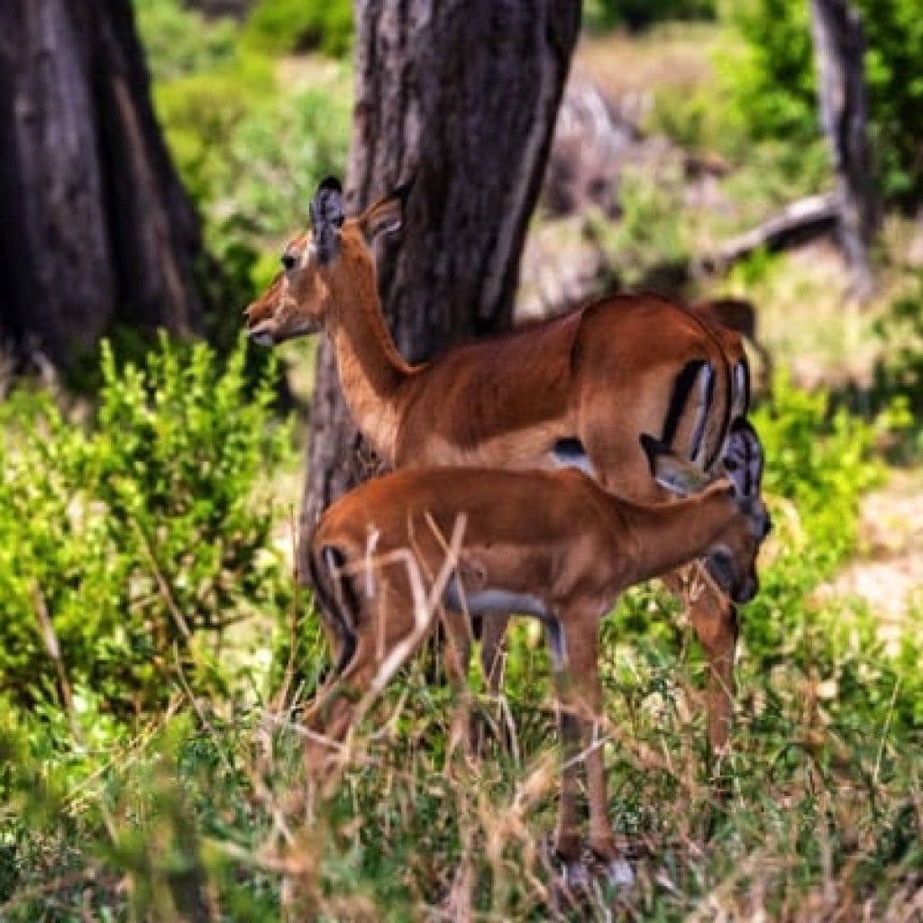 Tarangire National Park 4 Days Safari – Great Ngorongoro Crater