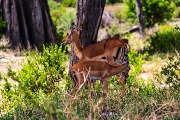 Tarangire National Park 4 Days Safari – Great Ngorongoro Crater