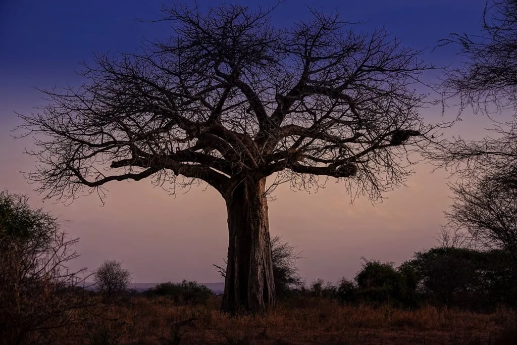 Timon Safaris