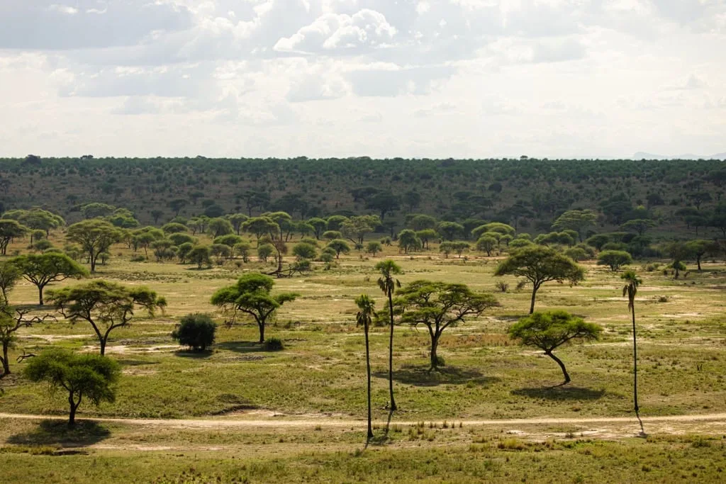 Timon Safaris