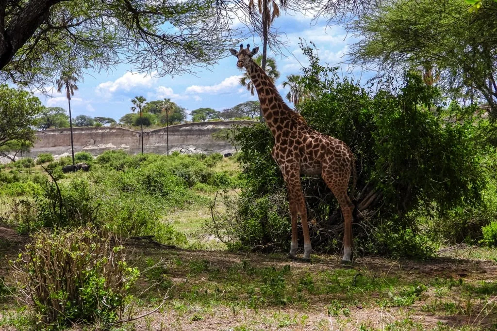 Timon Safaris
