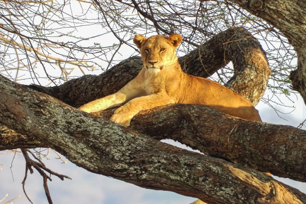 Timon Safaris