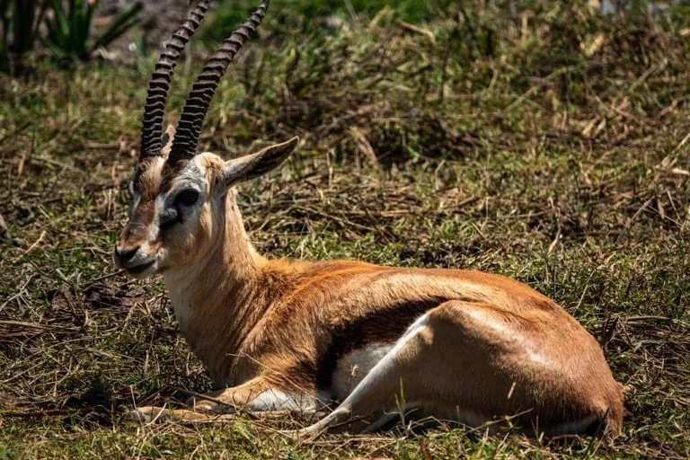 Thomson Gazelle