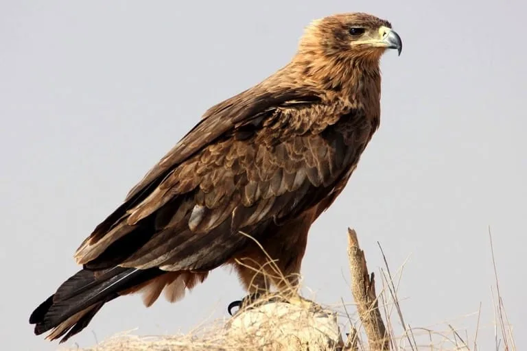 Towny Eagle