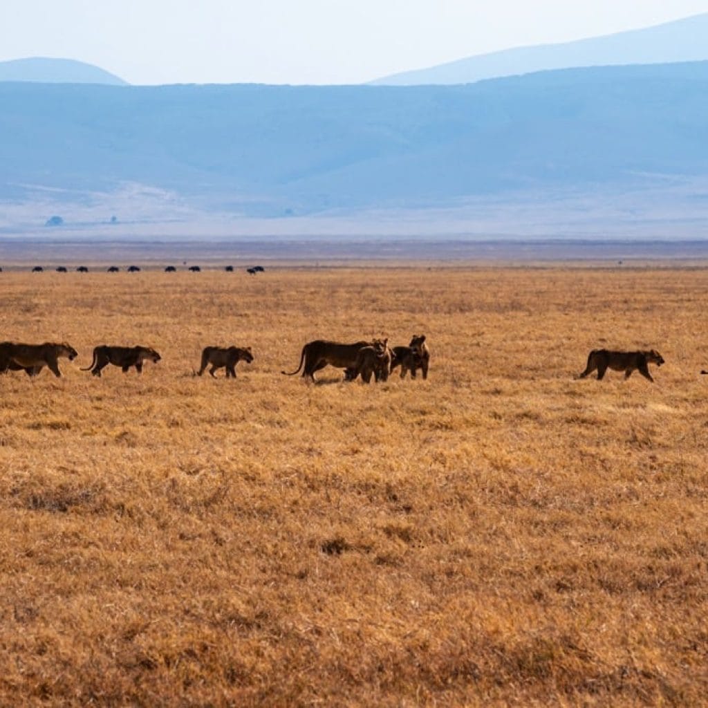 Travel Destinations Ngorongoro Crater