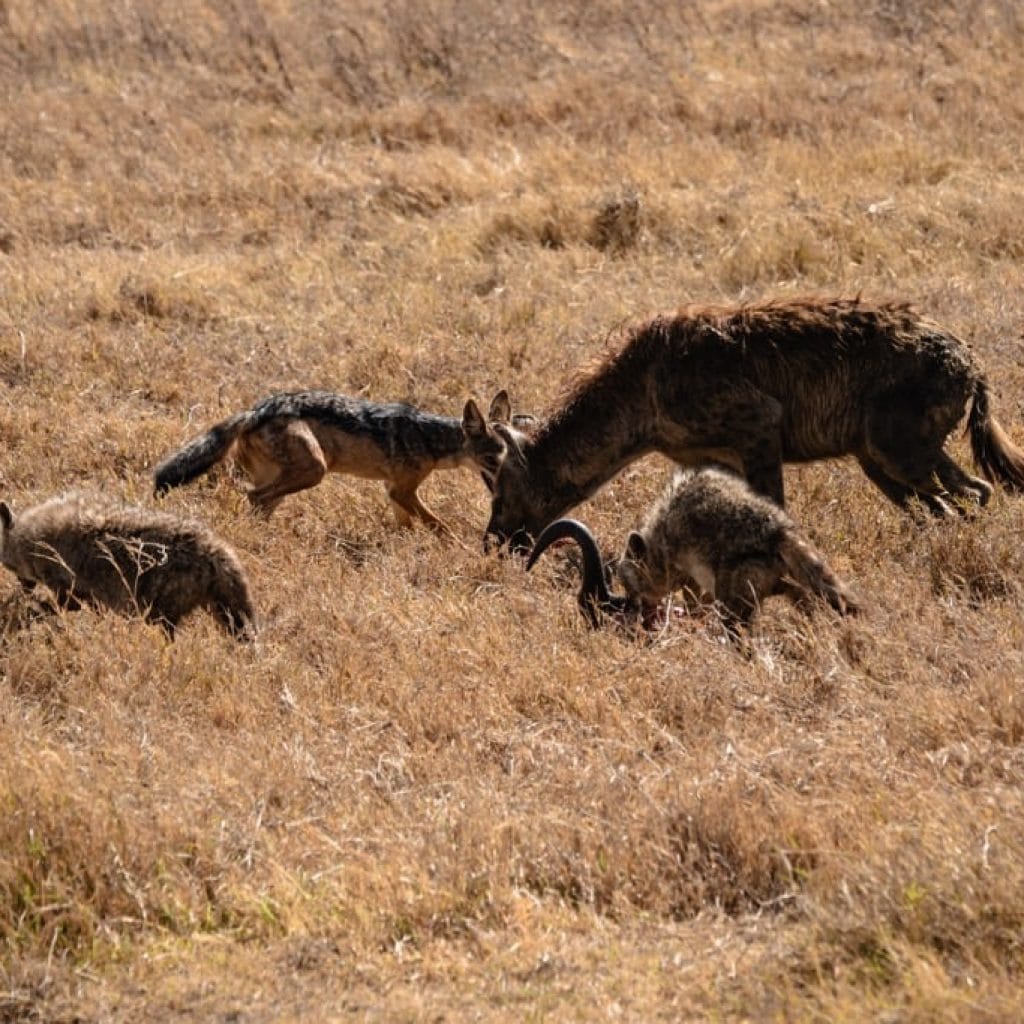 Travel Destinations Ngorongoro Crater