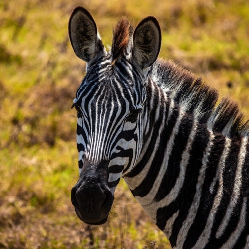 Travel Destinations Ngorongoro Crater