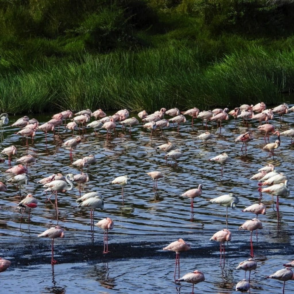 Trips Arusha National Park3