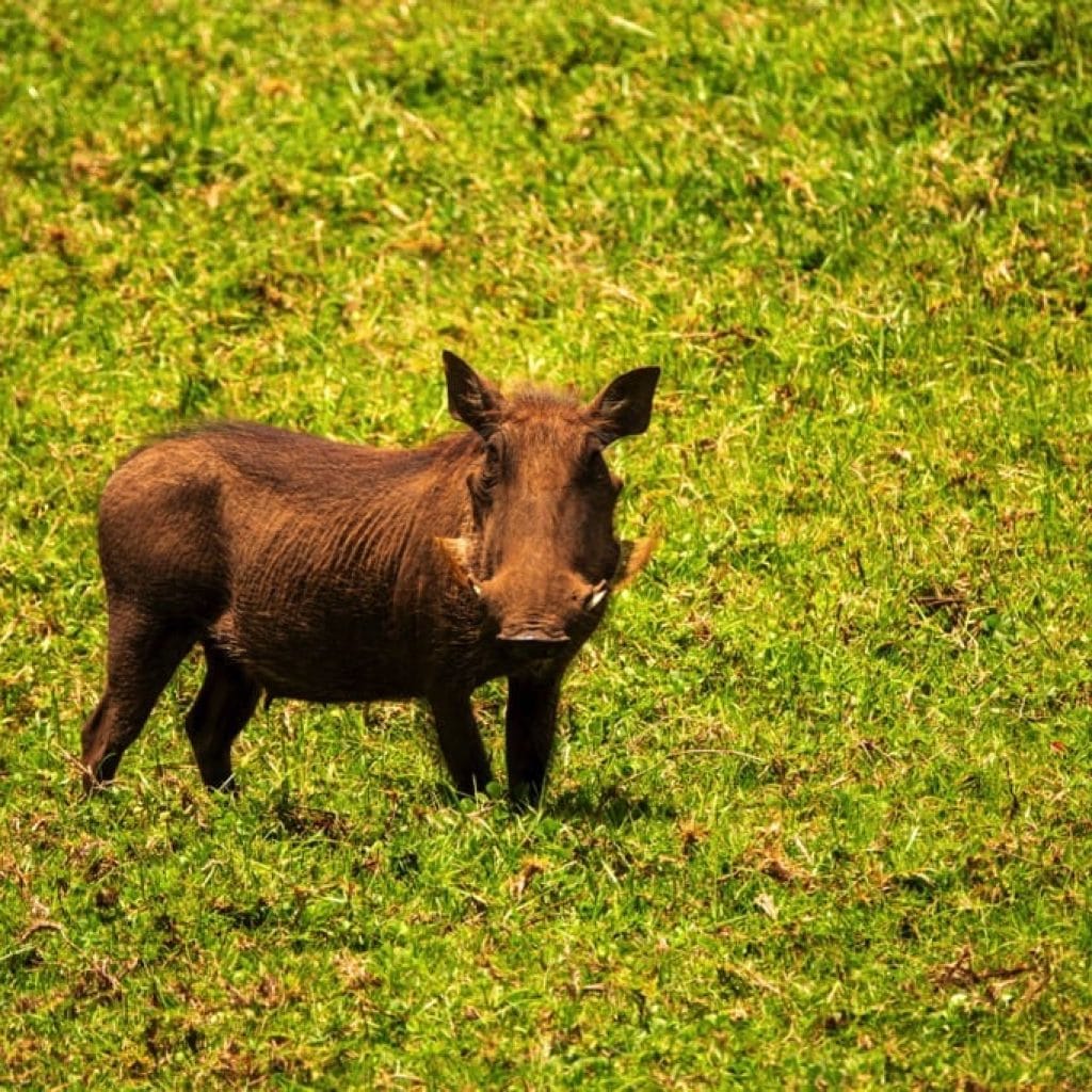 Trips Arusha National Park7