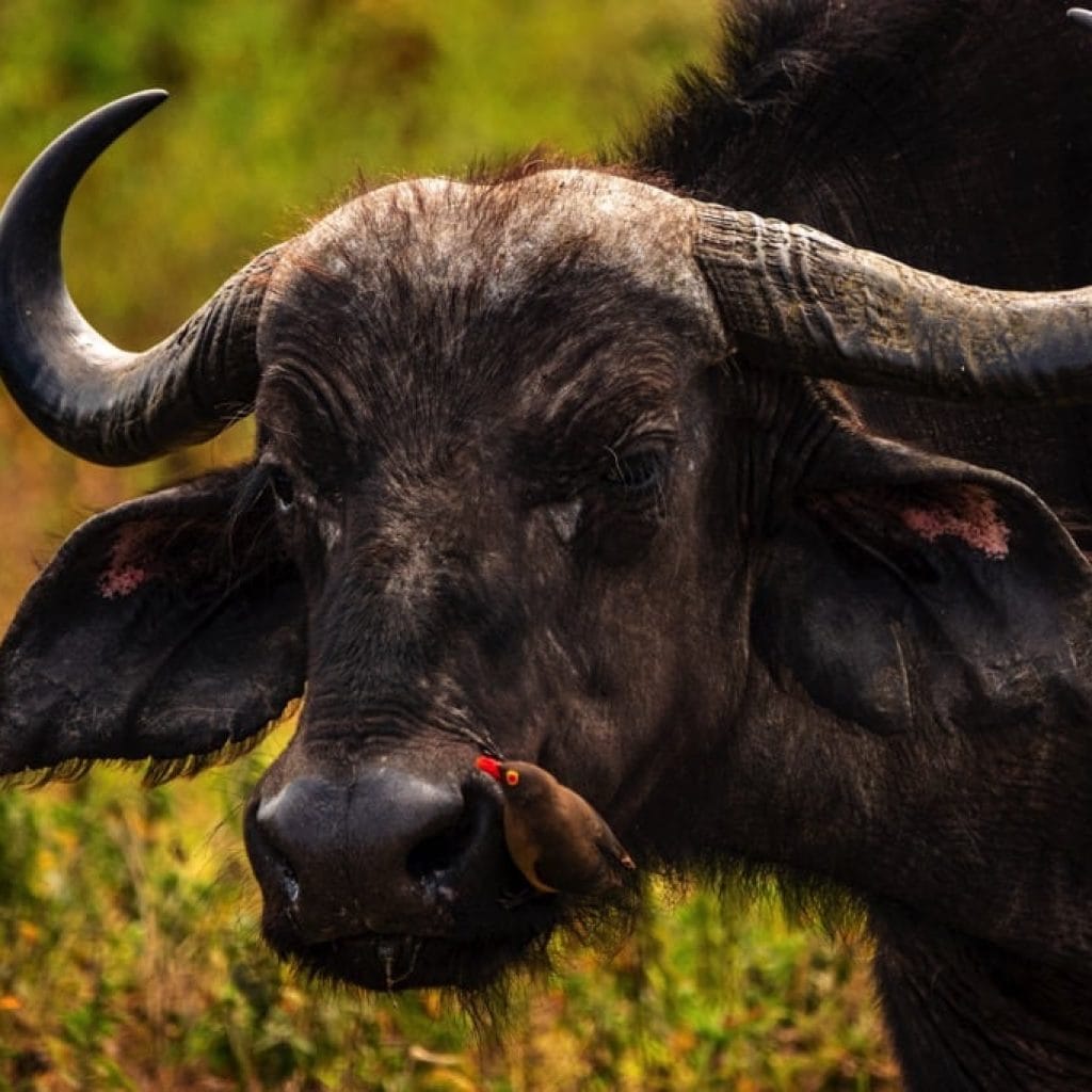 Trips Arusha National Park9