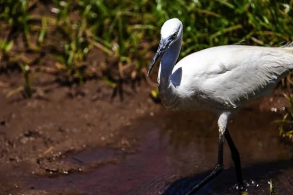 Trips Manyara National Park