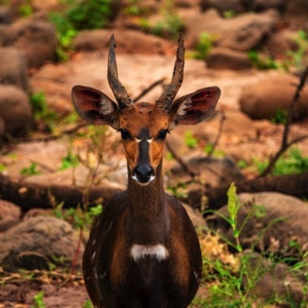 Trips Manyara National Park10
