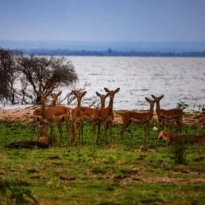 1 Tagesausflug zum Lake Manyara National Park