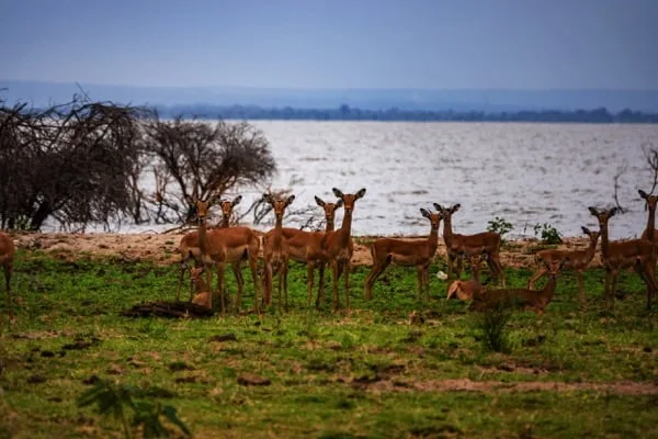 Trips Manyara National Park12
