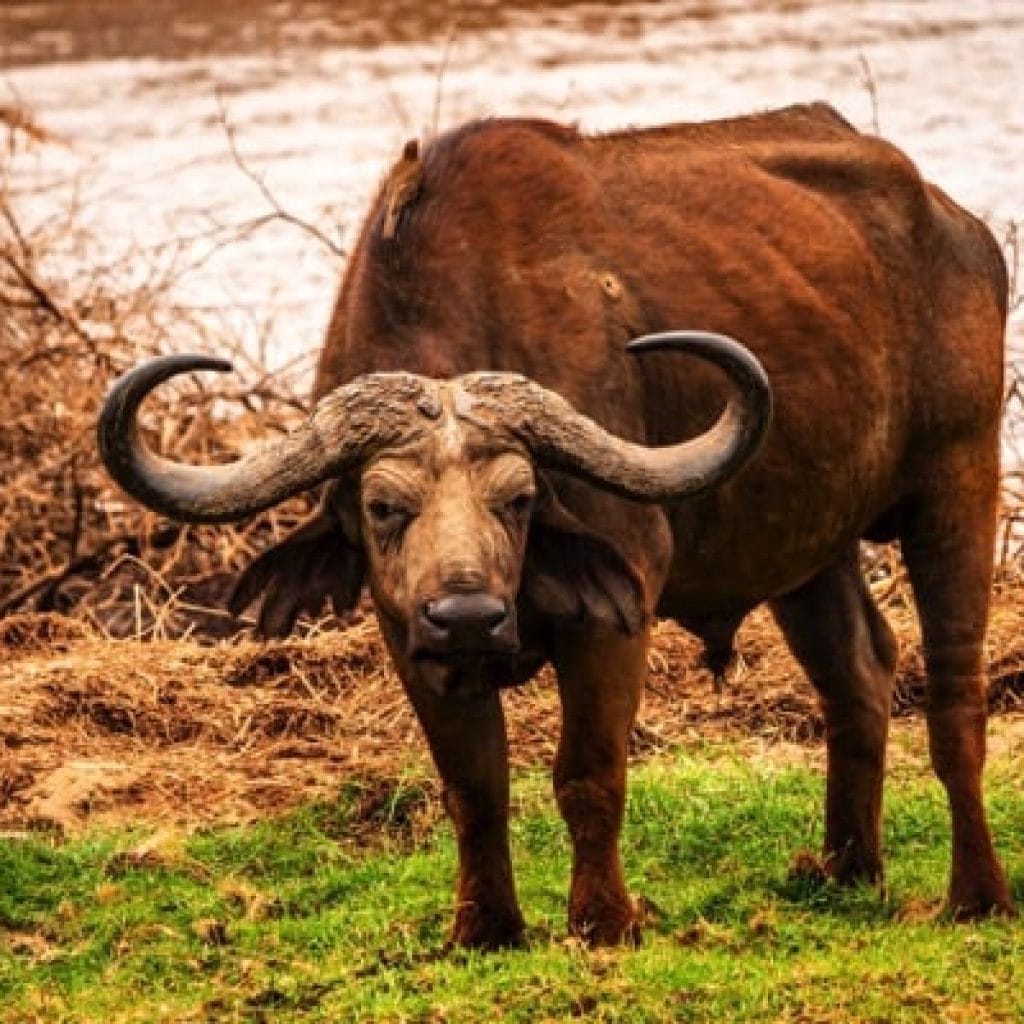 Trips Manyara National Park13