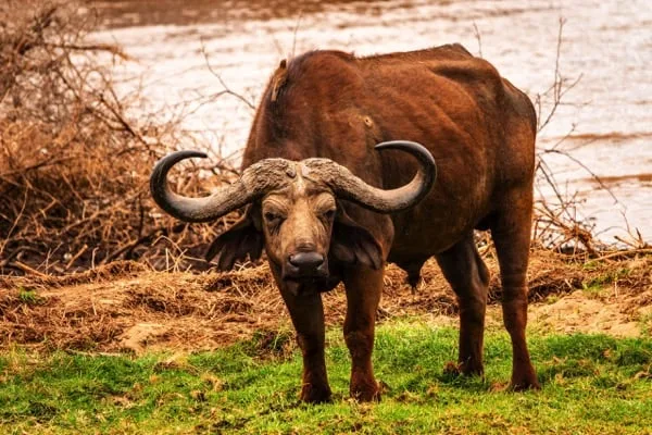 Trips Manyara National Park13