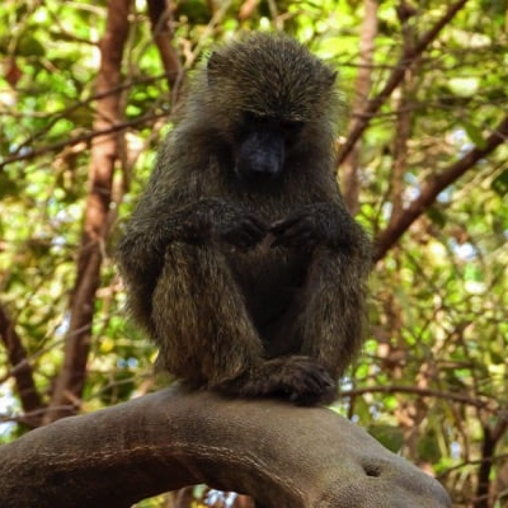 Trips Manyara National Park2