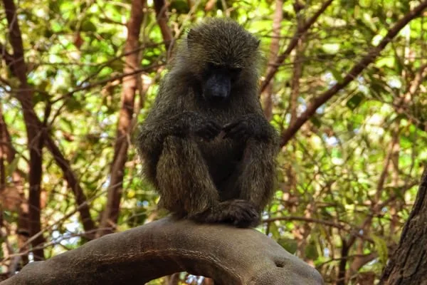 Trips Manyara National Park2
