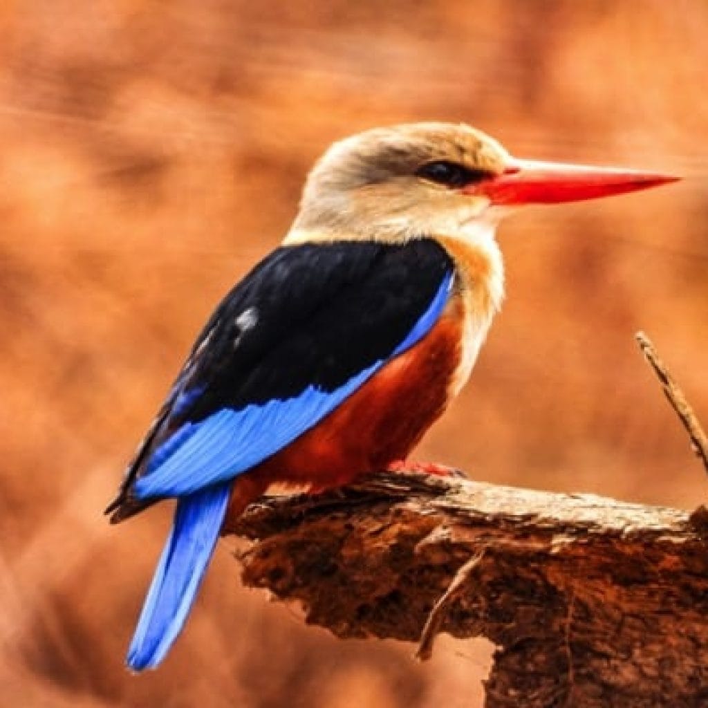 Trips Manyara National Park3