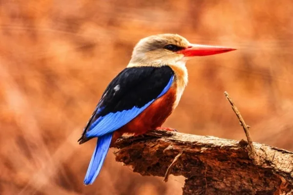 Trips Manyara National Park3