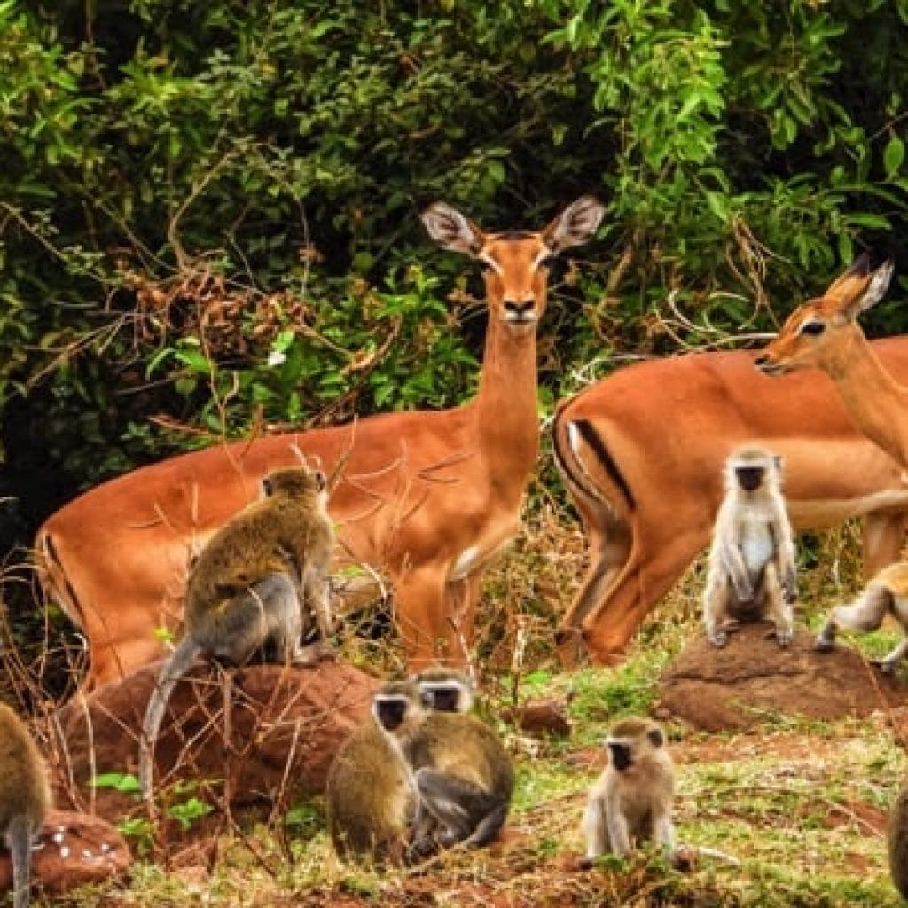 Trips Manyara National Park4