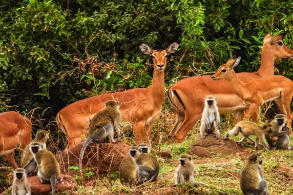 Trips Manyara National Park4