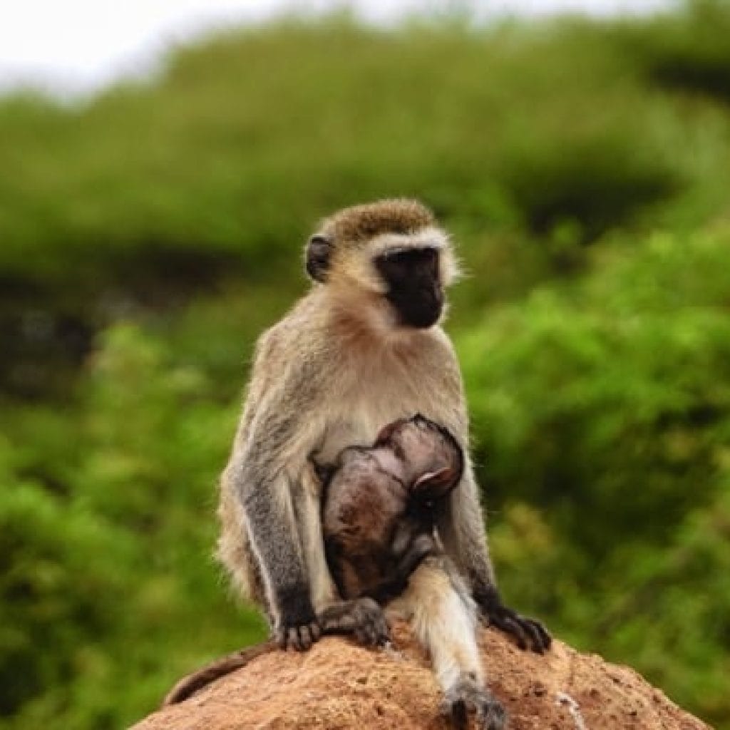 Trips Manyara National Park5