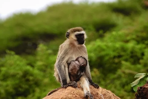 Trips Manyara National Park5