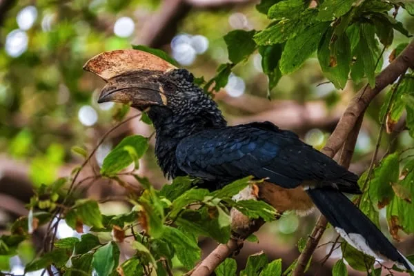 Trips Manyara National Park7