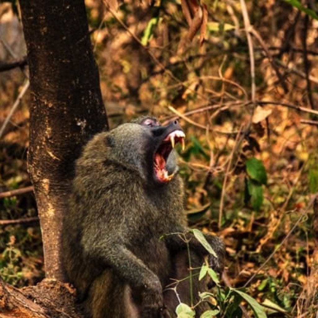 Trips Manyara National Park9