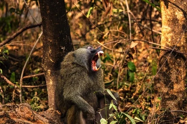 Trips Manyara National Park9