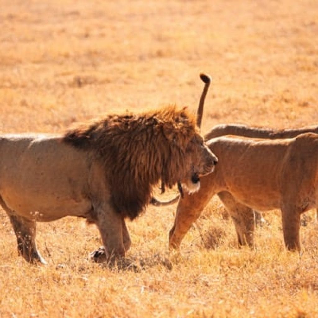 Trips Ngorongoro Crater10