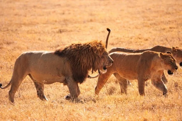 Trips Ngorongoro Crater10