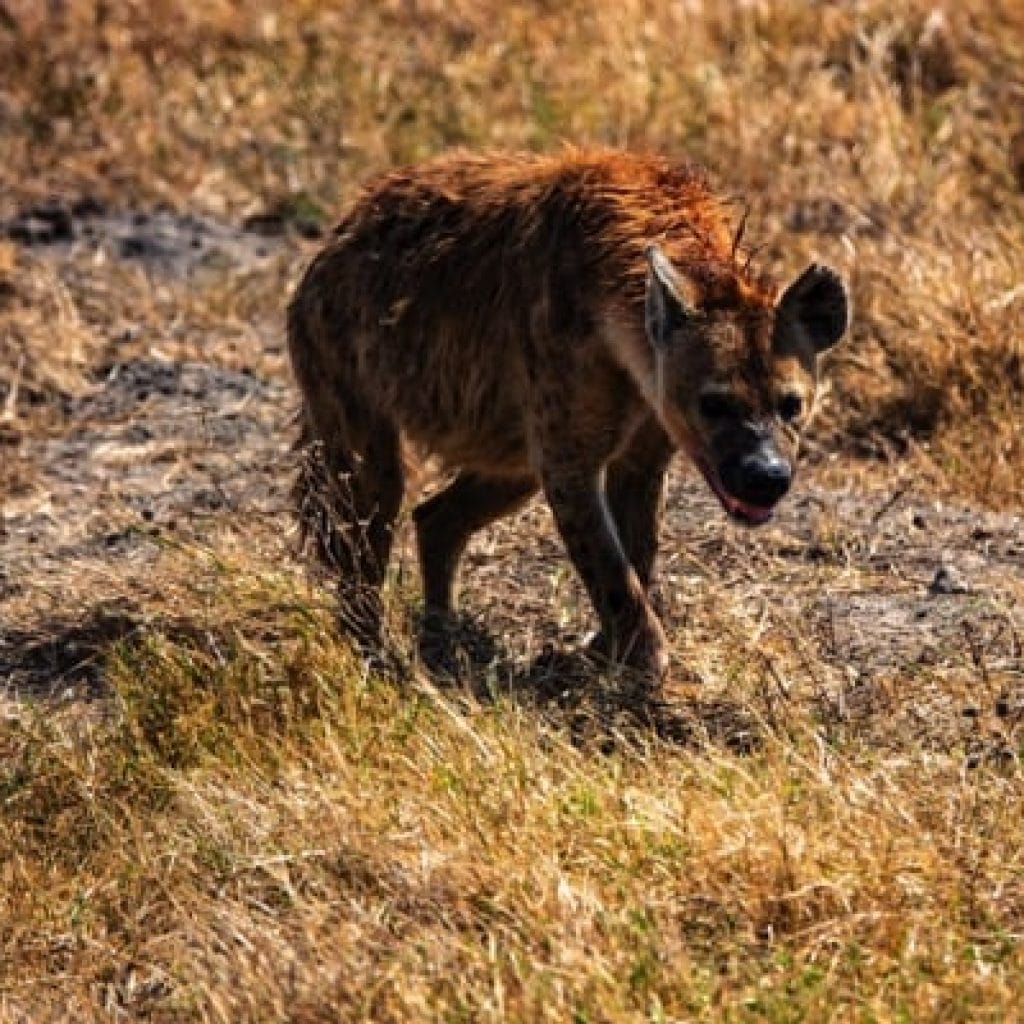 Trips Ngorongoro Crater11