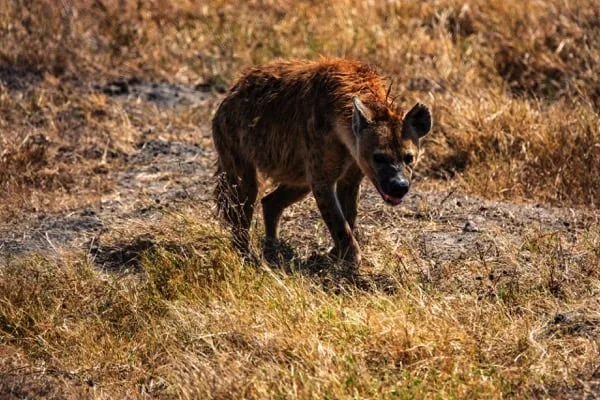 Trips Ngorongoro Crater11