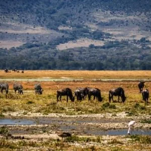 3 Tage Safari – Ngorongoro Krater + Wählen Sie Ihren Park