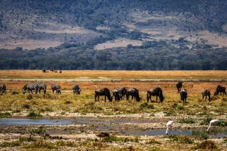 Trips Ngorongoro Crater12