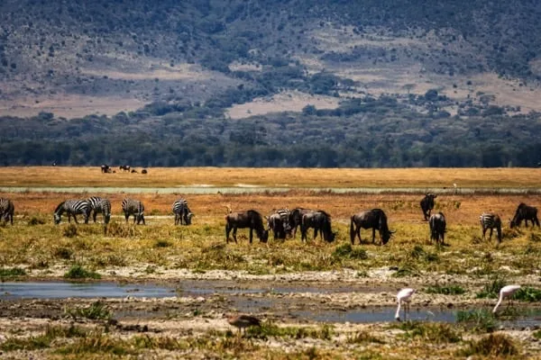 Trips Ngorongoro Crater12
