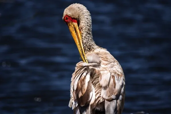 Trips Ngorongoro Crater13