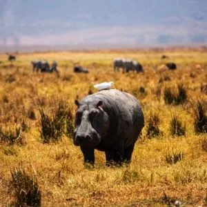 1 Tagesausflug zum Ngorongoro-Krater