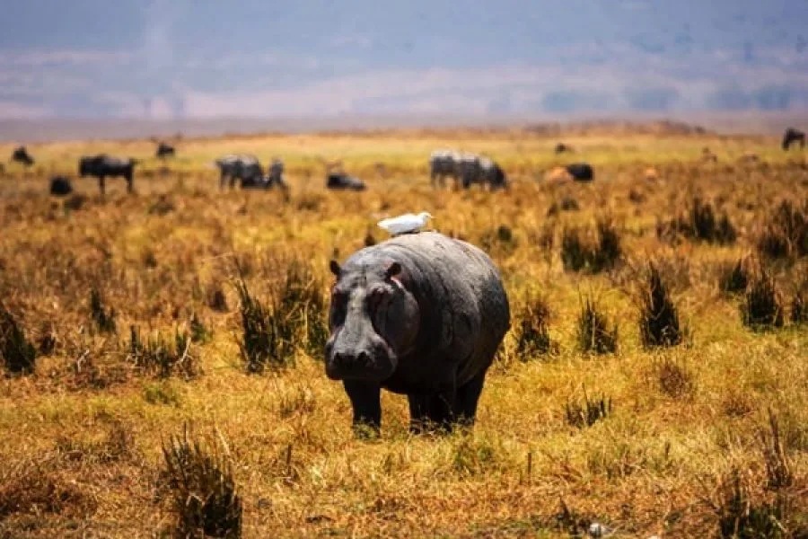 Trips Ngorongoro Crater14