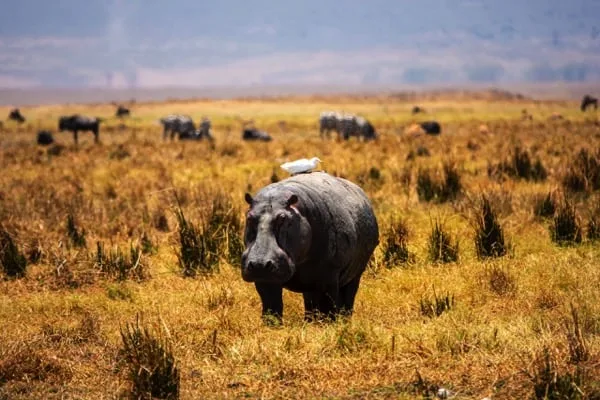 Trips Ngorongoro Crater14