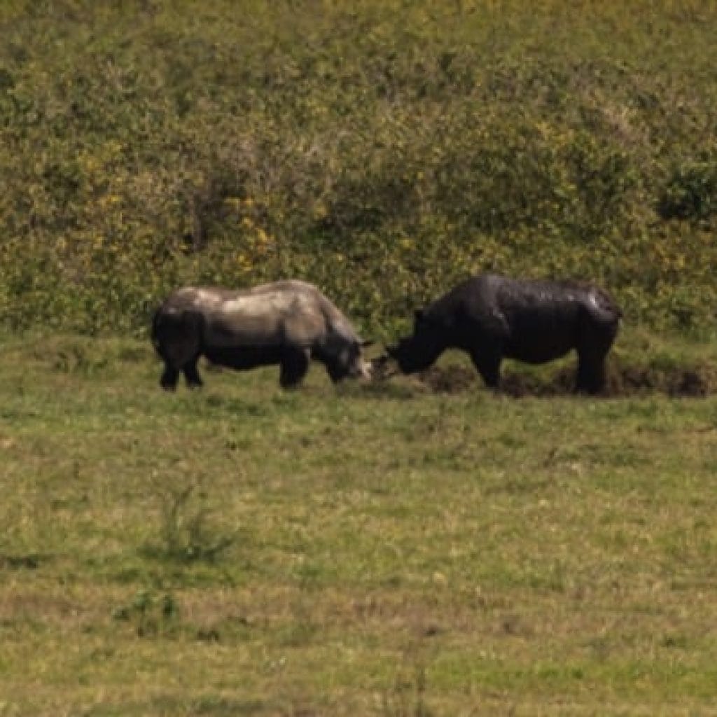 Trips Ngorongoro Crater3