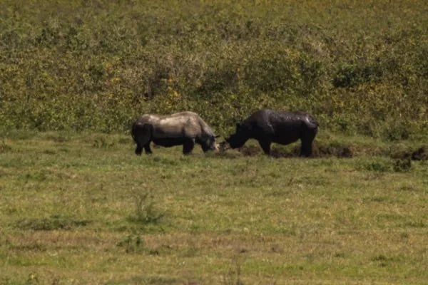 Trips Ngorongoro Crater3