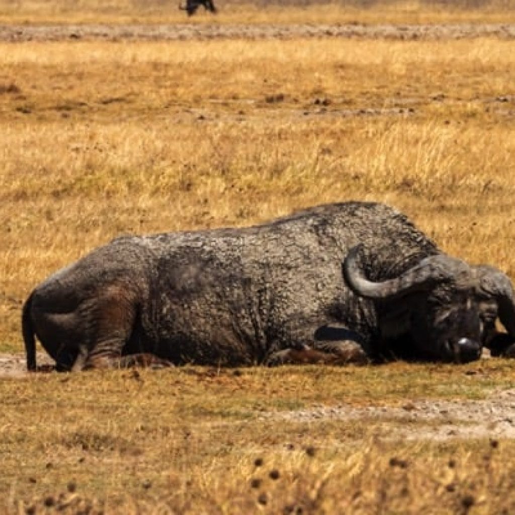 Trips Ngorongoro Crater7